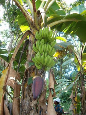 Plantation de banane à Zoméa